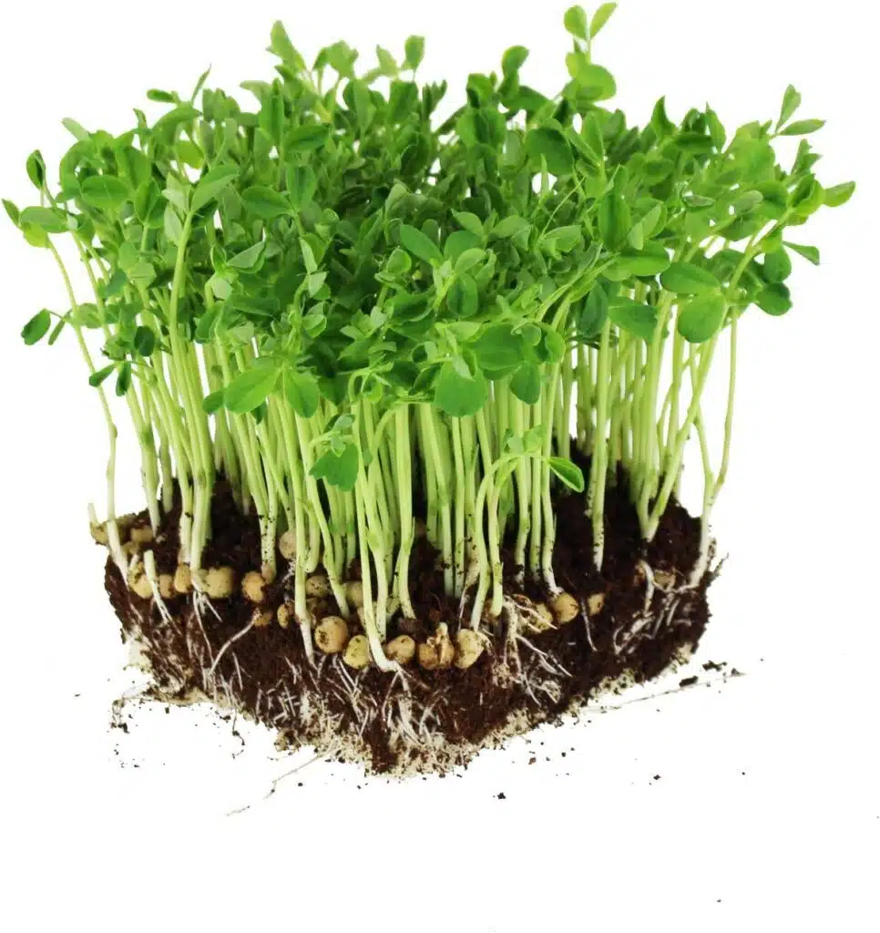 pea shoots - pea sprouts