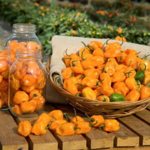 Habanero Yellow chili frø – Hot chili