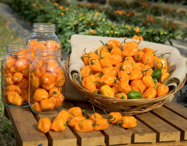 Gul habanero chilipeppar