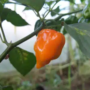 Habanero Yellow chili frön – Hot chili