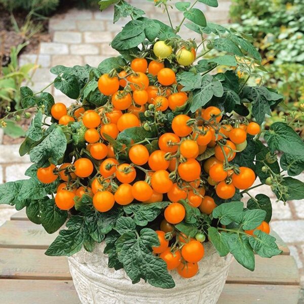 Cherry tomat frø – Orange Venus Cherry tomat