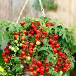 Hanging dwarf tomato plant