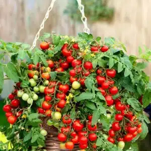 Dwarf Tomato 'Bajaja' seed, suitable for balcony growth
