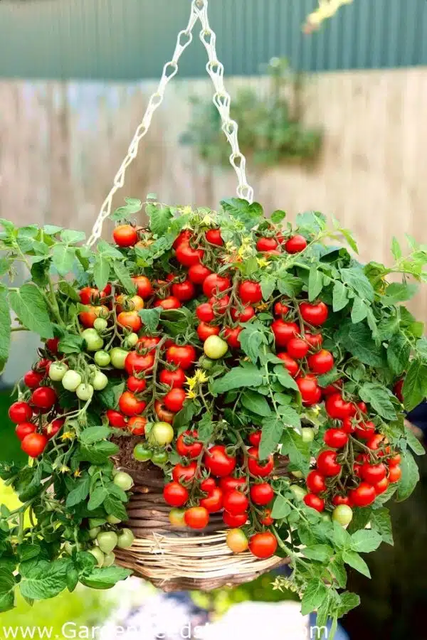 Hanging dwarf tomato plant