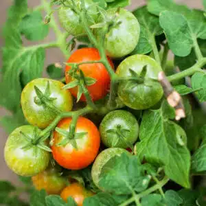Dwarf Tomato 'Bajaja' seed, suitable for balcony growth