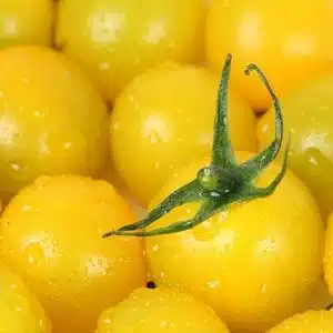 Cherry tomato seed – Yellow Aztek – Dwarf tomato