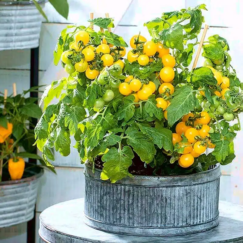 Aztek yellow dwarf tomato for balcony growing