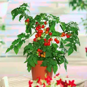 Mini cherry tomatfrø – for minihager