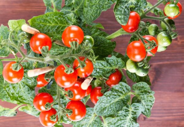 Mini cherry tomat