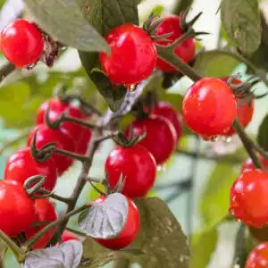 Mini cherry tomato seeds – for mini gardens