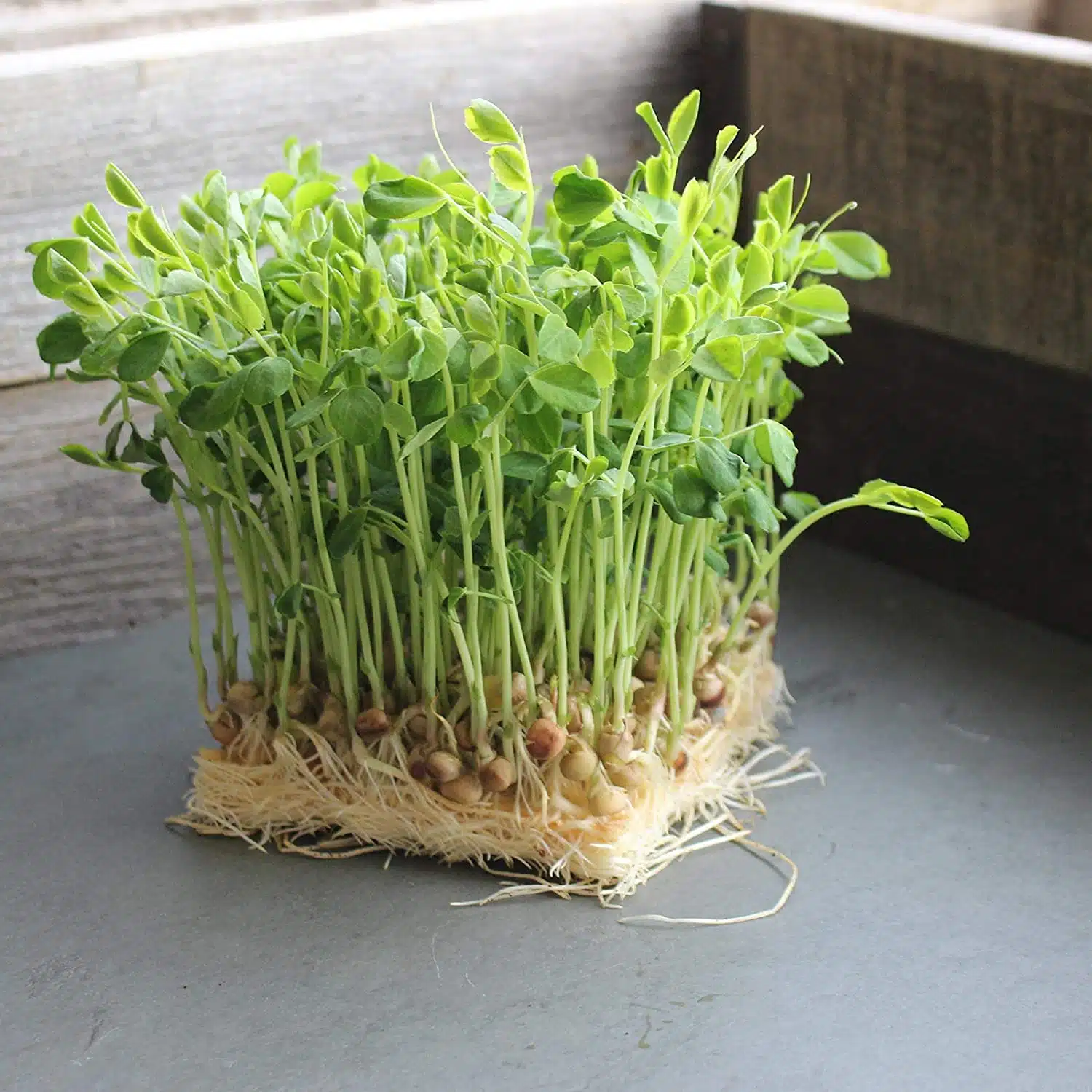 pea shoots, grow your own easily