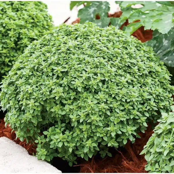 Basil mini plant