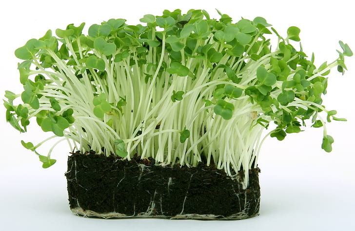 pea sprouts