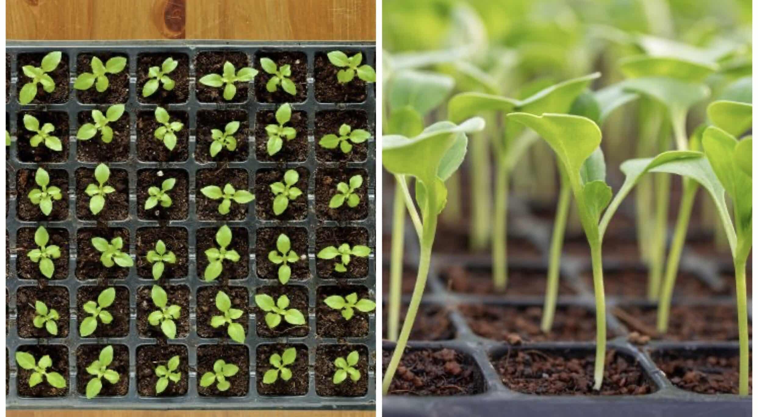Seed trays with plant sprouts