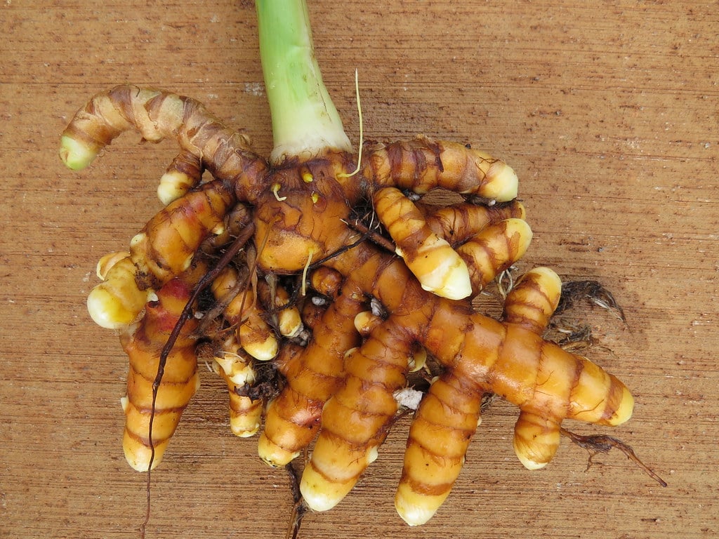 Gurkemeje plante
