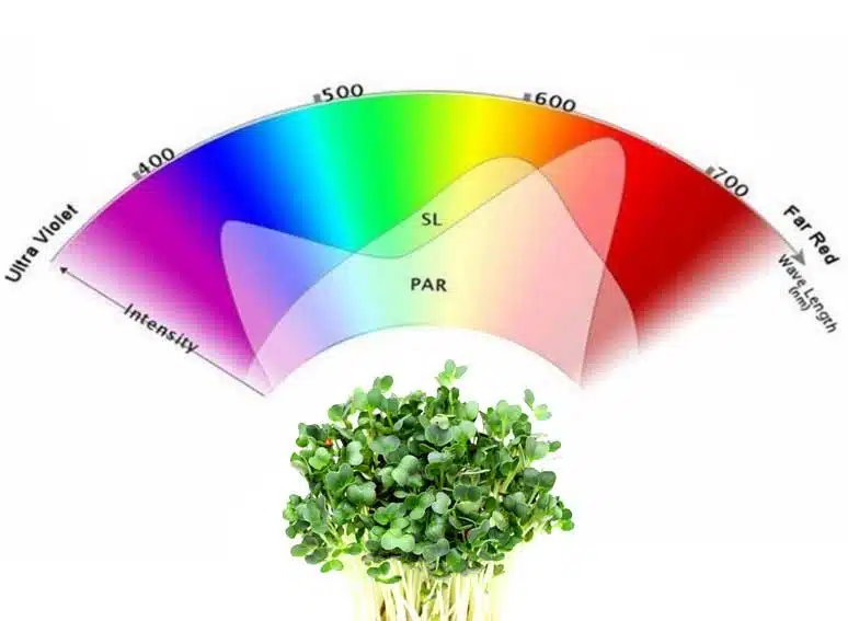 DLI for plants, learn about light for plants
