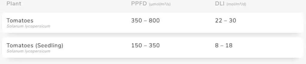 DLI og PPFD for tomater, forspiring og dyrkning