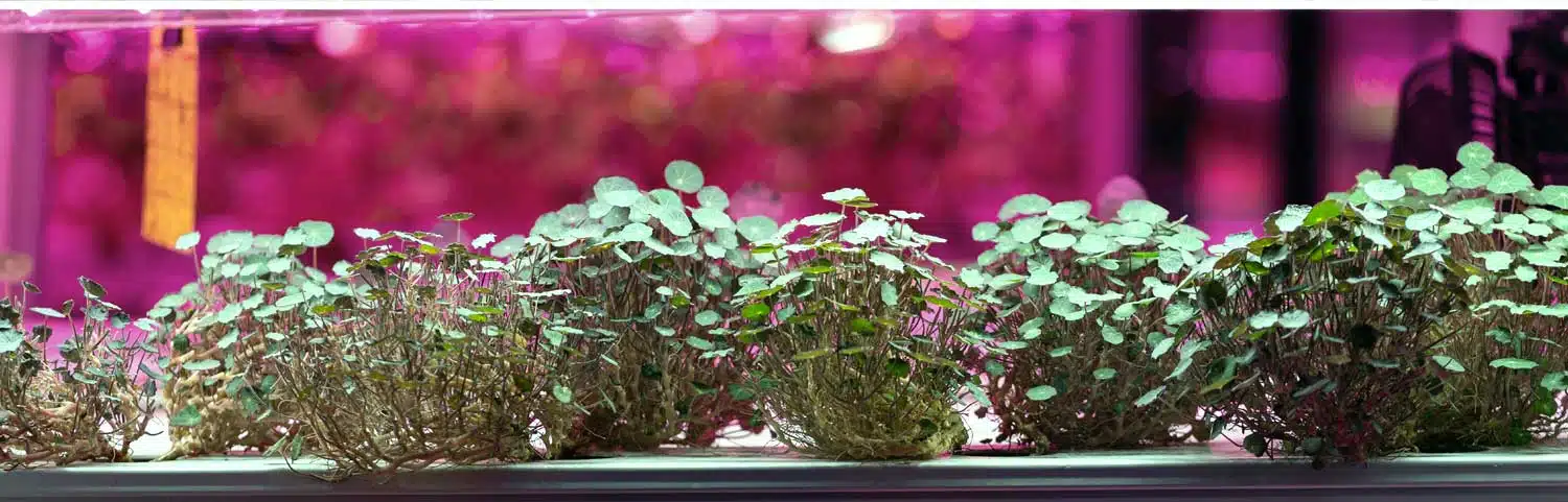 Grow lights for plants, all about grow lights and plant lights