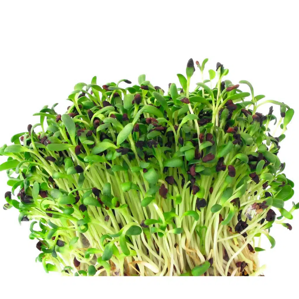 Bio Luzern Microgreens