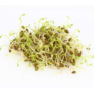 Grøn Linse – Økologiske Frø til Lækker Mikrogrønt