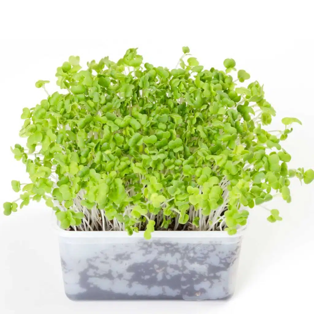 Mizuna Green seed, micro green