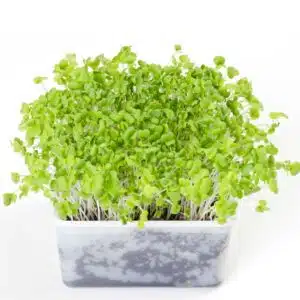 Mizuna Grønne japanske frø til Delicious Microgreens