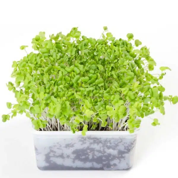 Mizuna Green-Samen, mikrogrün