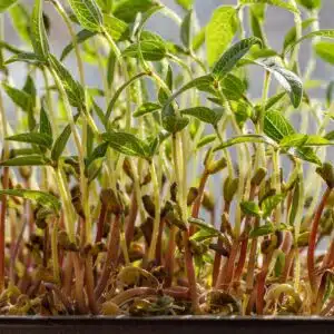 Mungbohnen-Bio-Samen für köstliche Microgreens