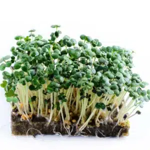 Hvit sennep Eco frø for Delicious Microgreens