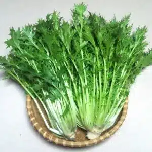 Mizuna Gröna japanska frön för läckra mikrogröna