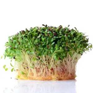 Lucerne (Alfalfa) - Organic Seeds