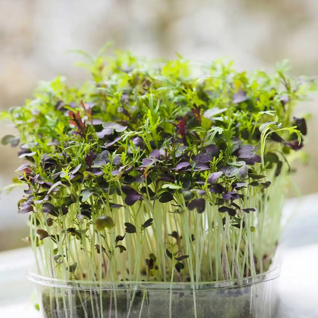 Red Mizuna micro green