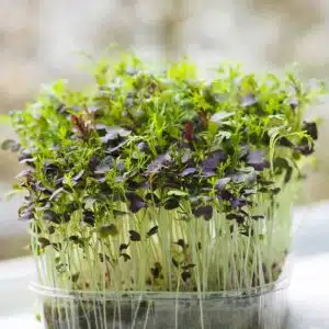 Mizuna Red-Samen für köstliche Microgreens