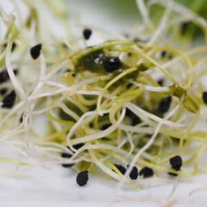 Lucerne (Alfalfa) – Økologiske Frø