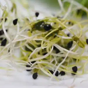 Lusern (alfalfa) – Ekologiska frön