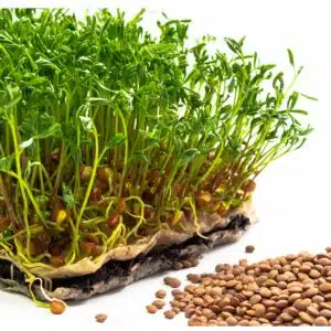 Grønne linser – organiske frø for deilige mikrogrønt