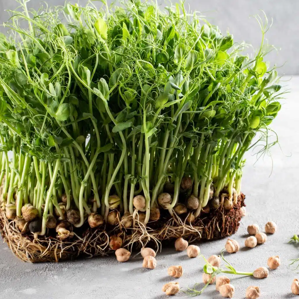 chickpeas as microgreens - pea shoots