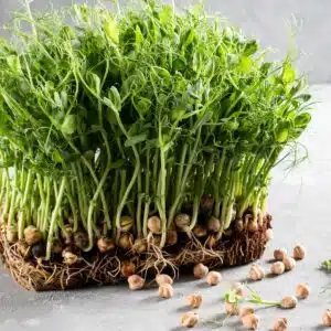 Organic chickpea seeds, suitable for Delicious Microgreens