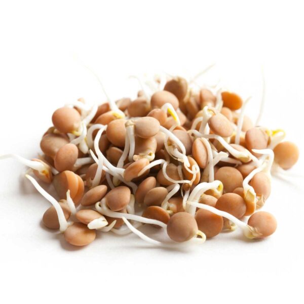 Red Lentil - Organic Seeds Microgreen