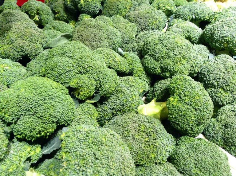 Broccoli plants