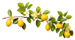 Citroner på gren