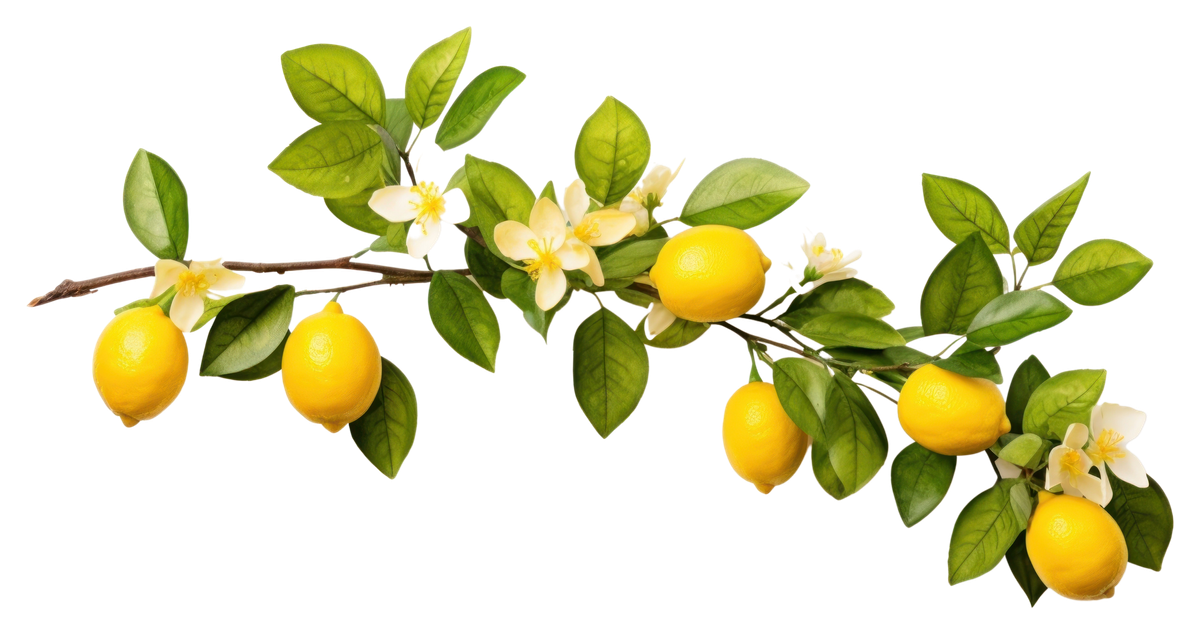 Citroner på gren
