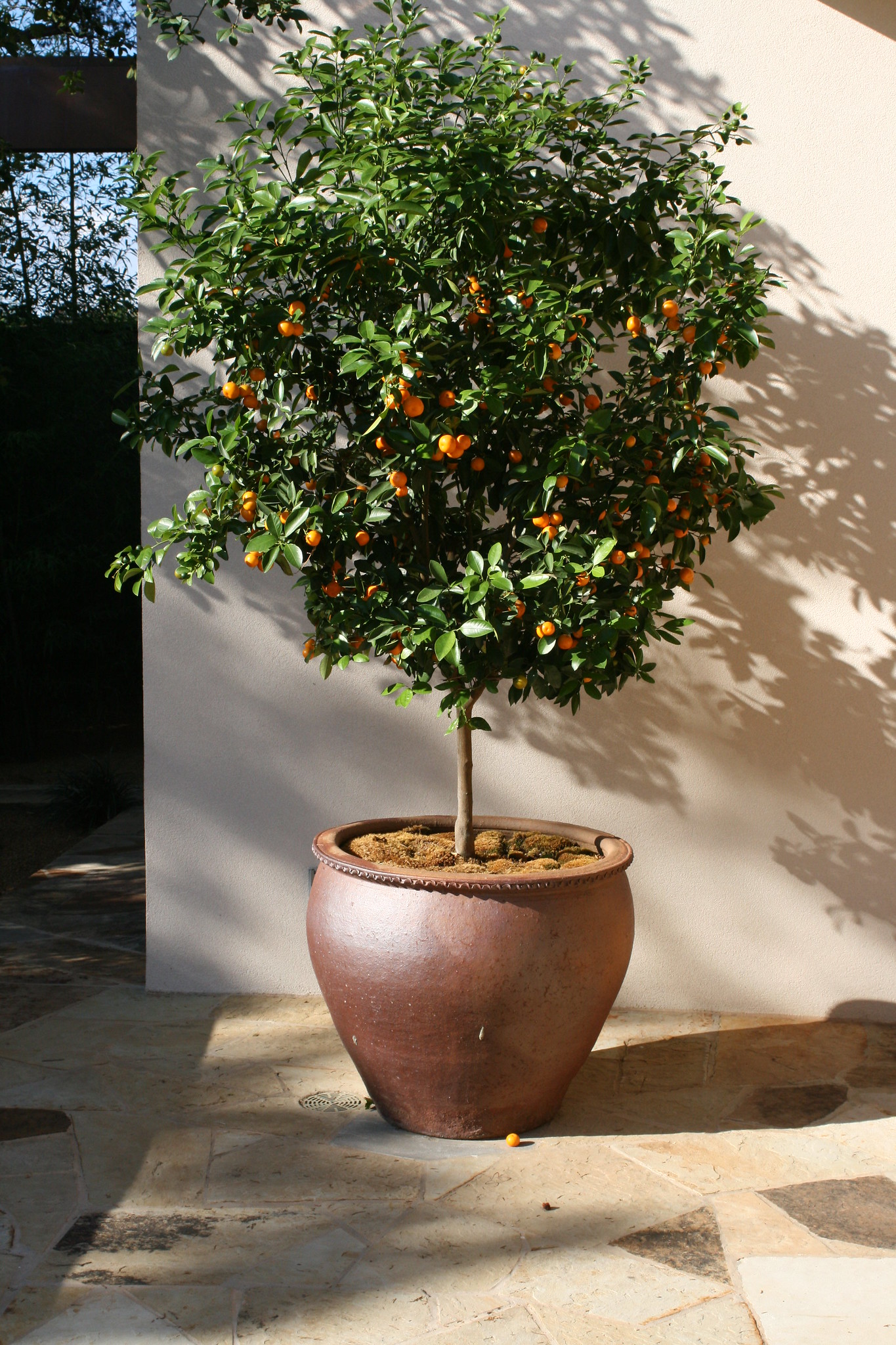 citrus tree pot