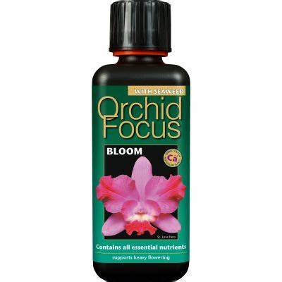 Orkidé fokus blommar