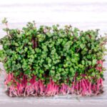 Red Coral radish microgreens