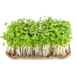 Rucola frø for mikrogrønt - økologiske