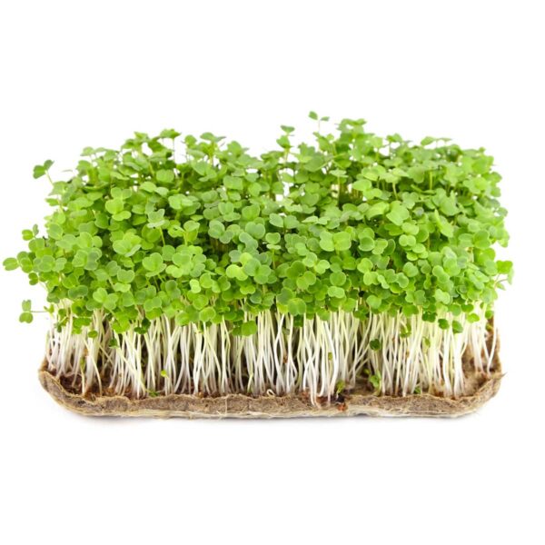 Rucola frön för microgreens