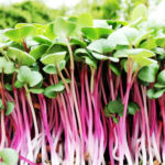 China Rose Radish Microgreen
