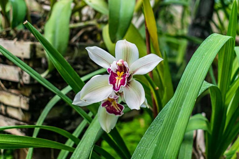 orkide - bladgjødsel