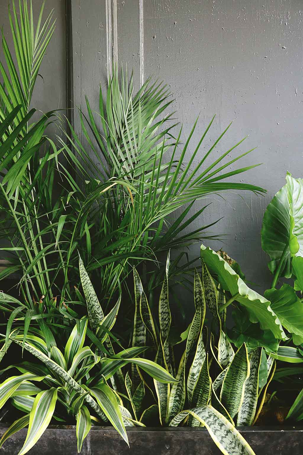 palm tree - palm fertiliser
